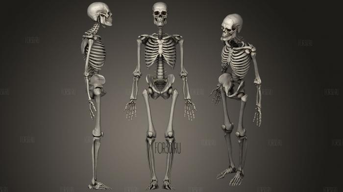 Adult Male Skeleton 1 stl model for CNC